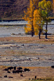 ...where the buffalo roam...