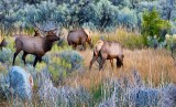 a bull elk guarding his harem