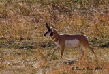 a lone pronghorn in the valley
