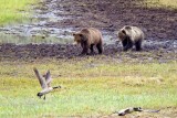 here comes a grizzly sow with her 2 year old