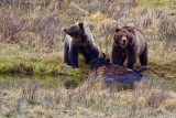 the cub senses danger approaching!