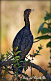 Cormorant, Everglades, FL