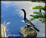 Anhinga, Everglades, FL