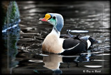 a male king eider