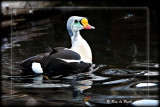 King Eider, AK