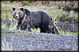 Momma Grizzly, Yellowstone, WY