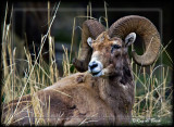 Bighorn Ram, MT