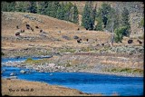 This is Yellowstone...