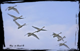 Tundra swans