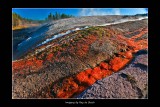 Thermopiles...bacteria that grow at high temperatures