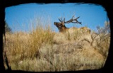 elk on the run...