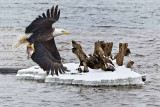 A bald eagle with lunch!