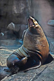 a steller sea lion, Misty Fjords, AK