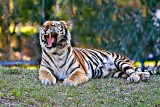 at Miami Zoo