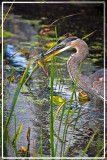  got lunch!...a great blue heron at Kensington