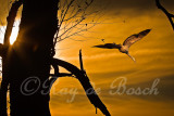 A lone sandhill crane at Haenhle Sanctuary, MI