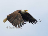 screaming eagle