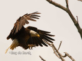 bald eagle touchdown
