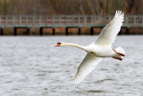mute swan