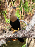 Anhinga2