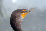 Cormorant portrait
