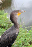 Cormorant 3