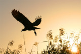 Sunset at the Everglades...