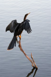 Anhinga looking for fish