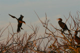 Coming home to roost