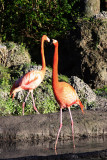 flamingo tango