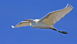 soaring egret