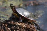 painted turtle just sunning himself...