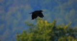 American Crow