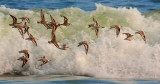 Sanderlings