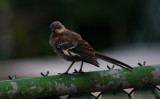 Northern Mockingbird