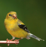 American Goldfinch, Indian Trails, PA, August 2010