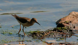 Lesser Yellowlegs