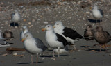 Great Black-backed Gull