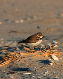 Semi-palmated Plover