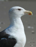 Great Black-backed Gull