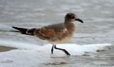 Laughing Gull