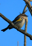 Yellow-rumped Warbler