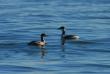 Black Scoter