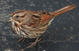 Song Sparrow