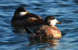 Ruddy Duck