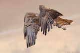 Short Toed Eagle