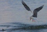 IMG_7717.JPG