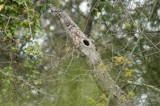 natural birdhouse 2.jpg