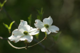 dogwood.jpg