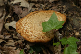 mushroom.JPG